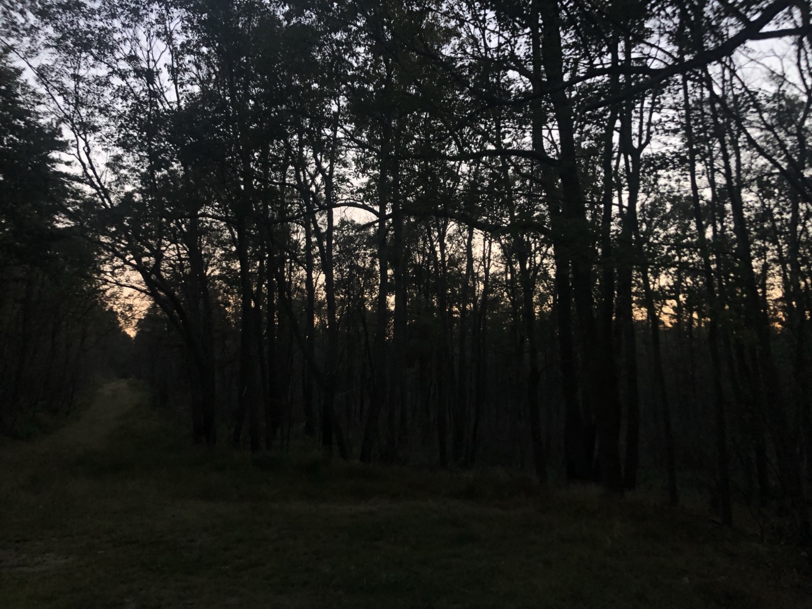In Michaux Forest alone