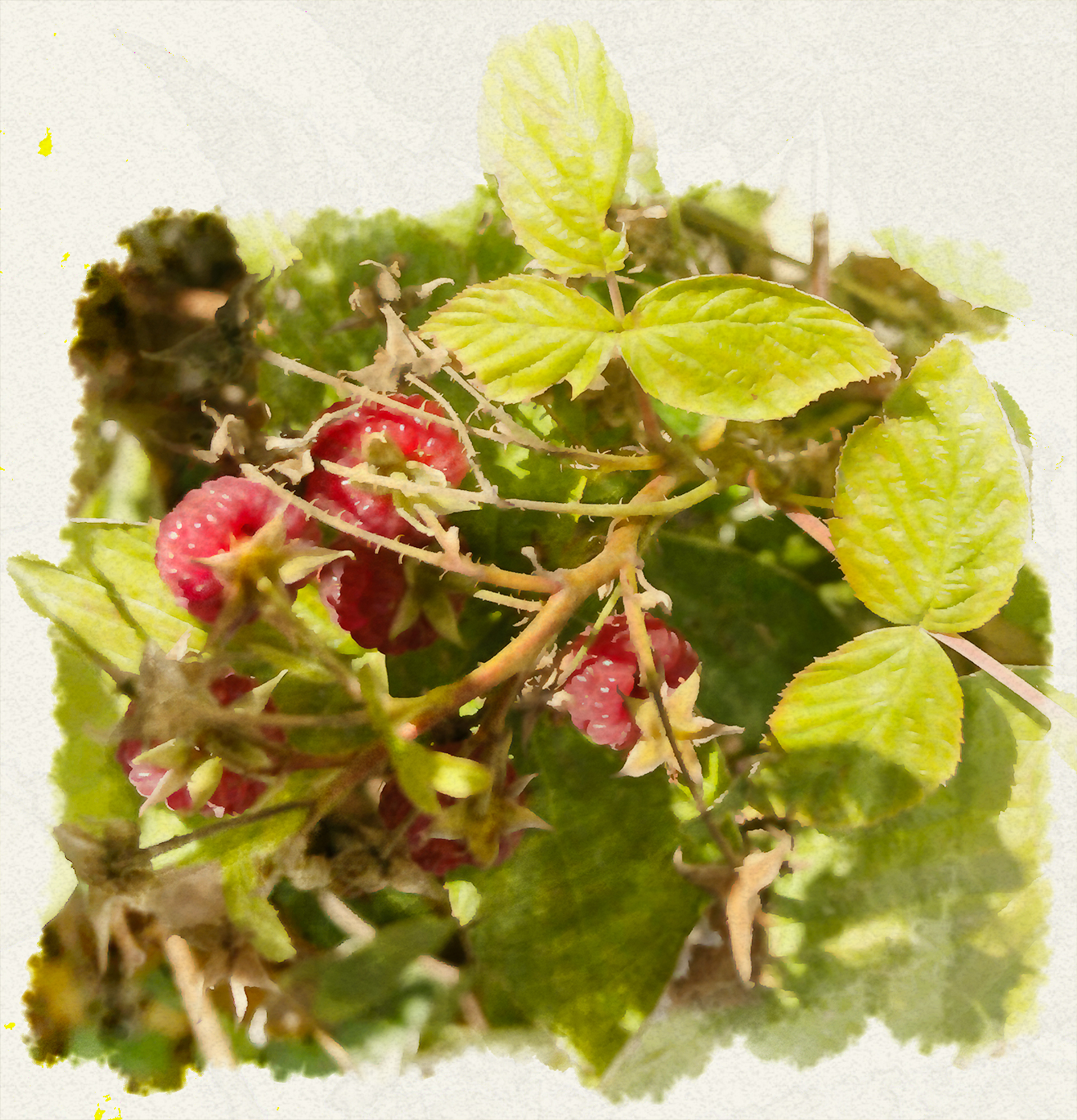 Raspberries.