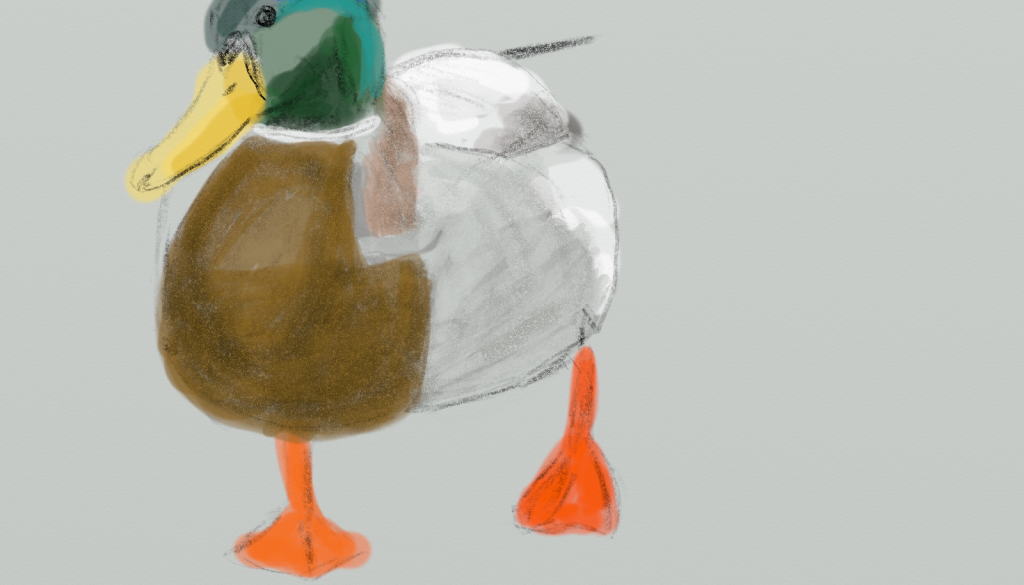 duck 20190211