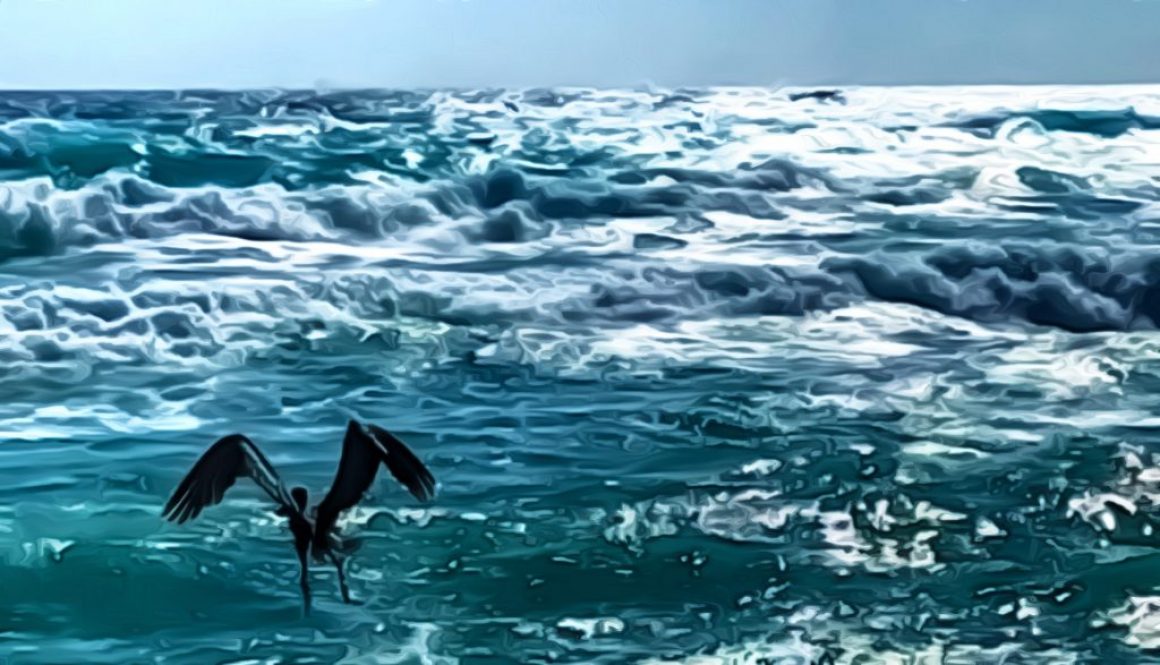 Pelican-Cancun